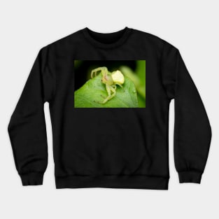 A masked crab spider (Thomisidae) waiting for a prey Crewneck Sweatshirt